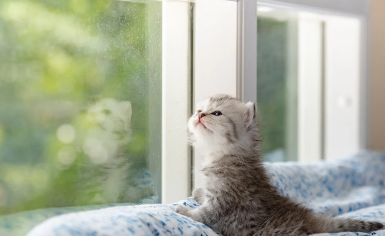 A gray kitten sitting on a blue blanket looking out the window