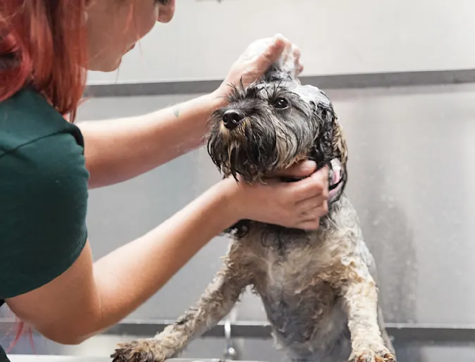 Dog getting a bath with soap