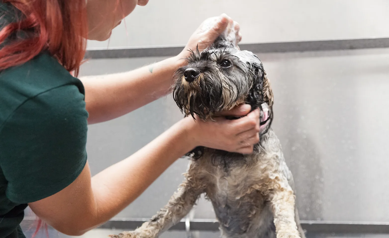 Dog getting a bath with soap Dog getting a bath with soap