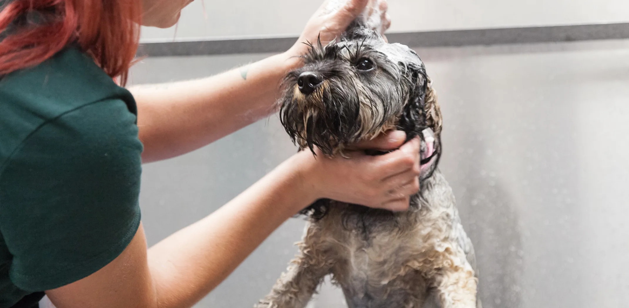 Dog getting a bath with soap