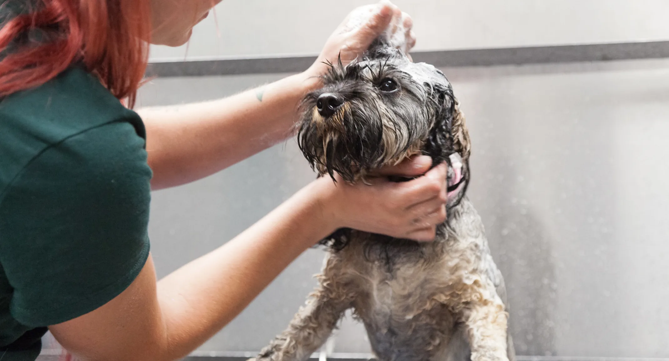 Dog getting a bath with soap
