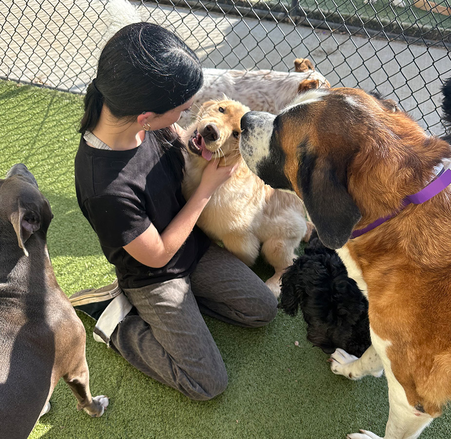Woman petting dog during dog boarding at Elite Suites Pet Resort Southlake