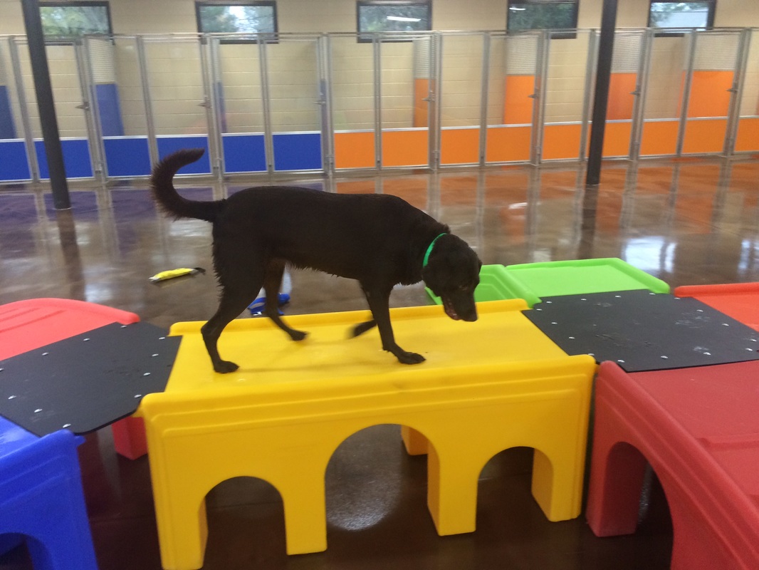 Lab on ramp in indoor play area