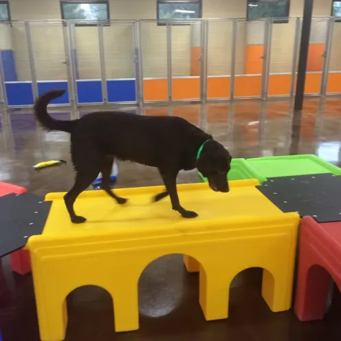 Lab on ramp in indoor play area