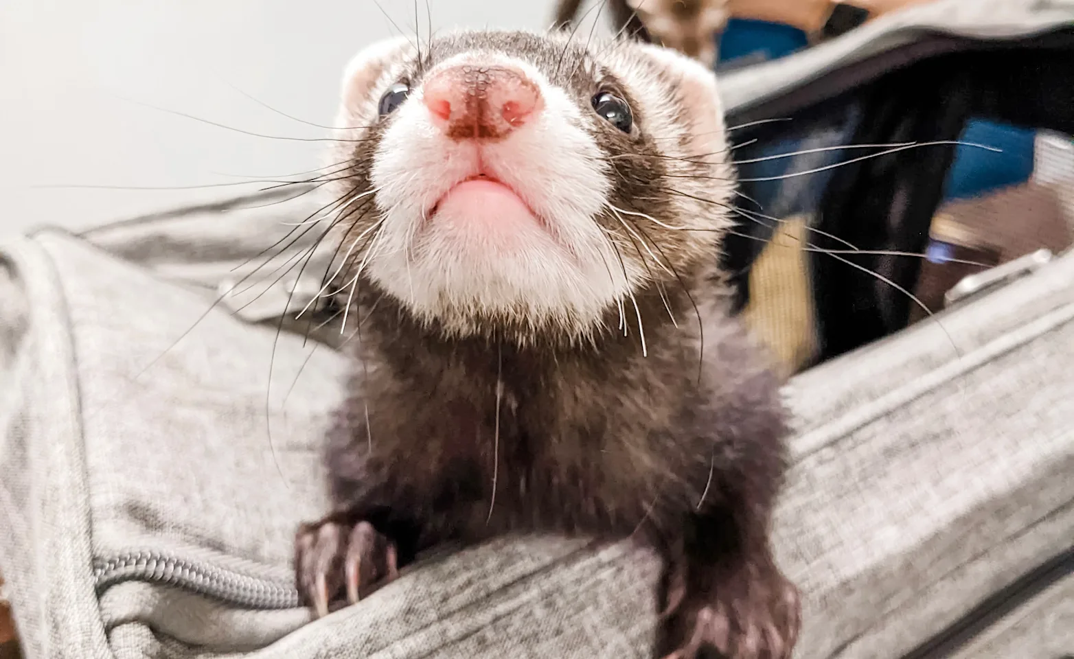 Pocket pet friend peeping head Pocket pet friend peeping head