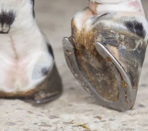 Close up photo of horse hoof with shoe Close up photo of horse hoof with shoe