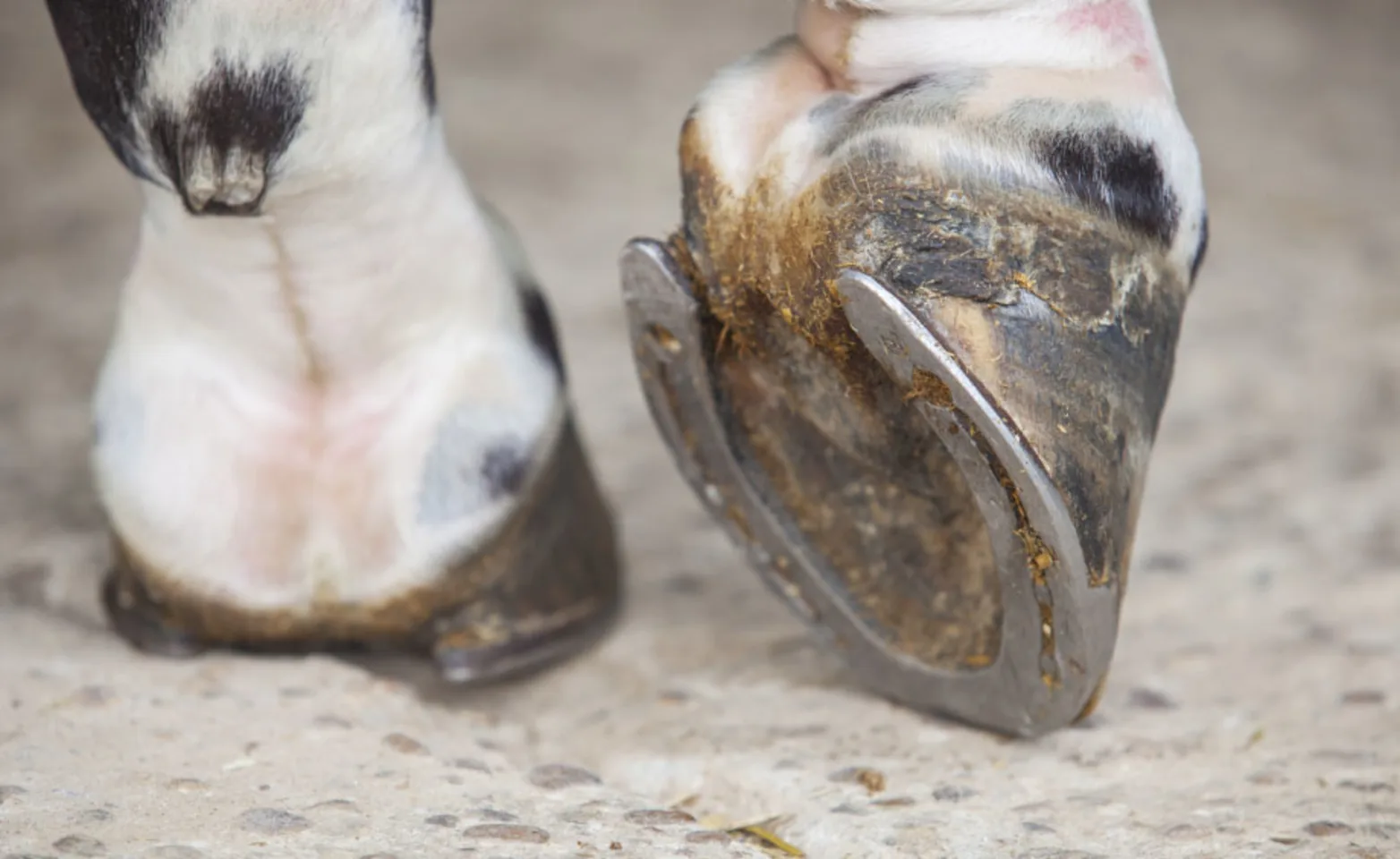 Close up photo of horse hoof with shoe Close up photo of horse hoof with shoe