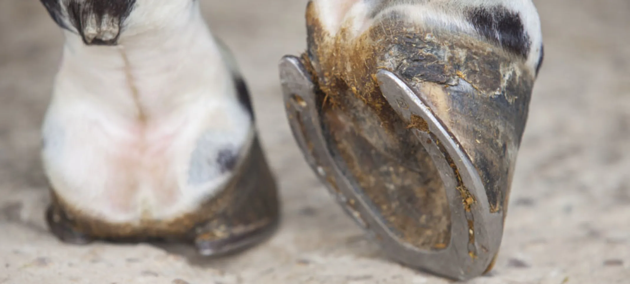 Close up photo of horse hoof with shoe