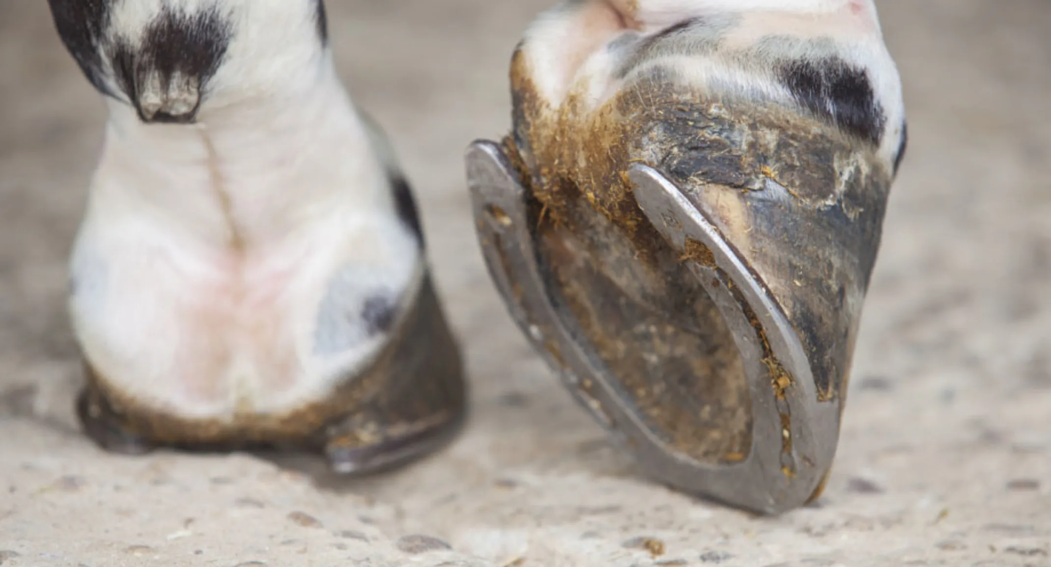 Close up photo of horse hoof with shoe Close up photo of horse hoof with shoe