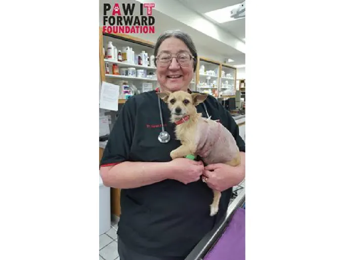 Staff holding small dog Lollie Staff holding small dog Lollie