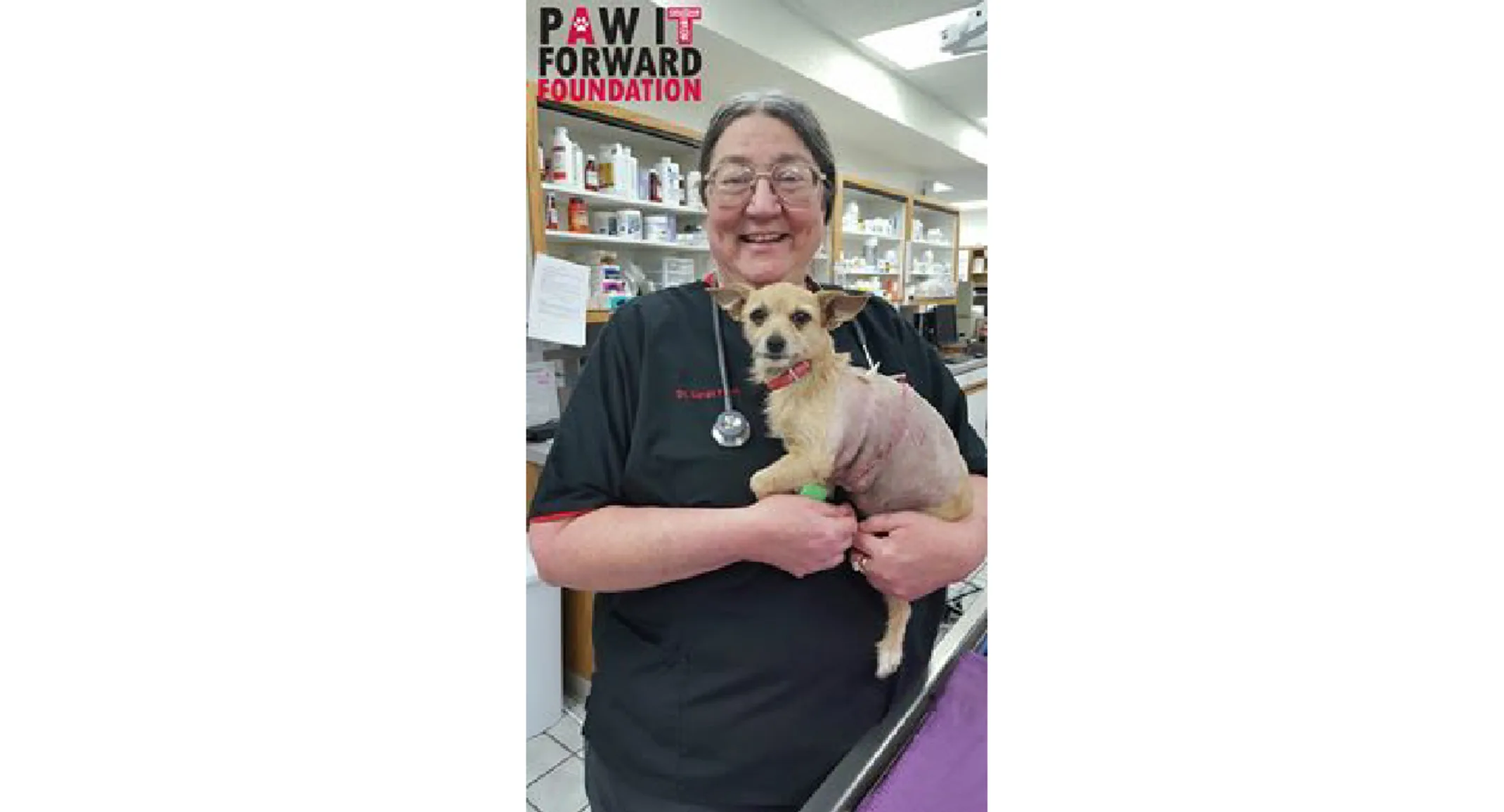 Staff holding small dog Lollie Staff holding small dog Lollie