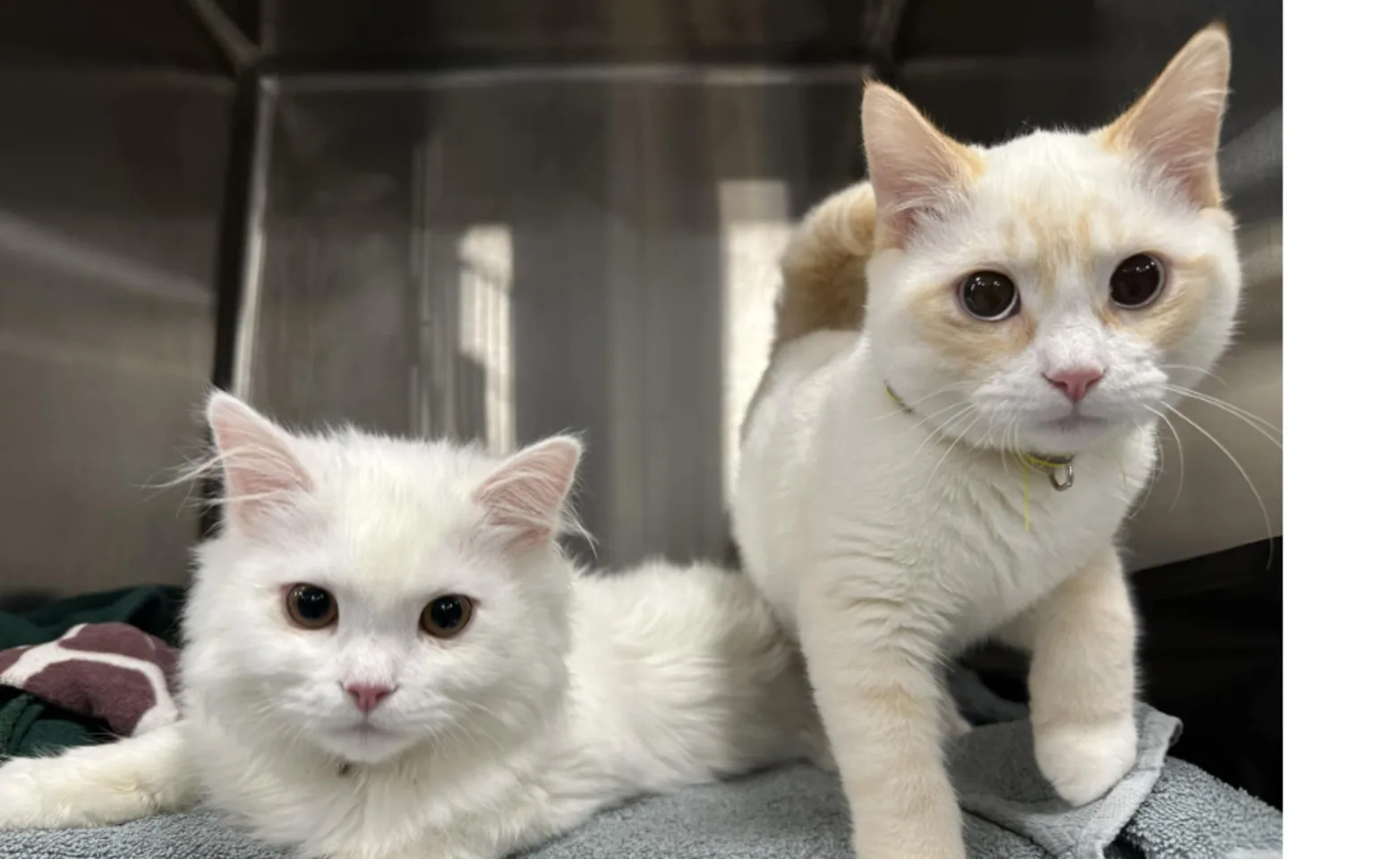 Two White Cats Two White Cats