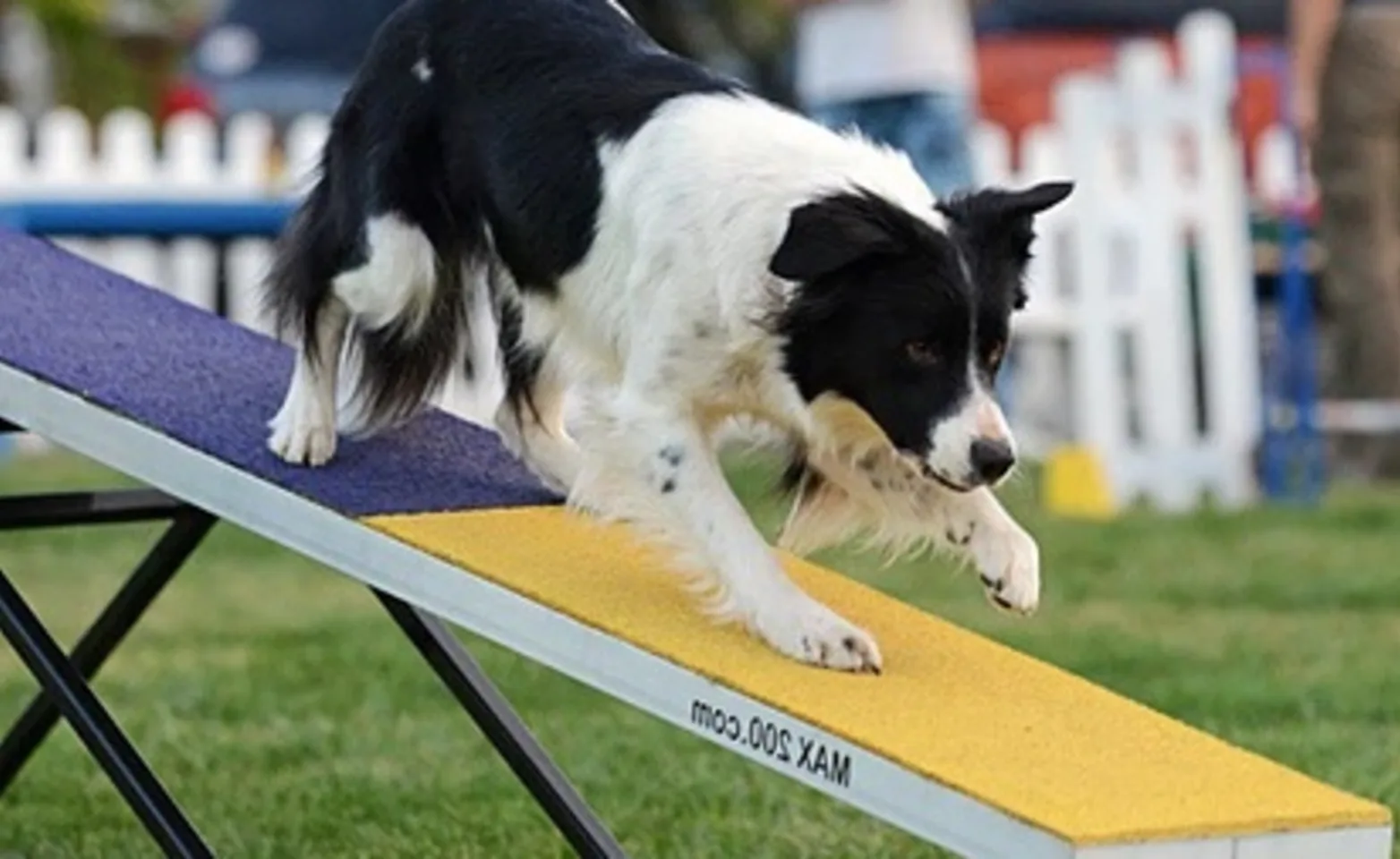 A Dog Steps Down a Teeter-Totter