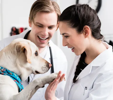 Veterinarians with a Golden Retriever