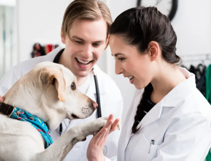 Veterinarians with a Golden Retriever