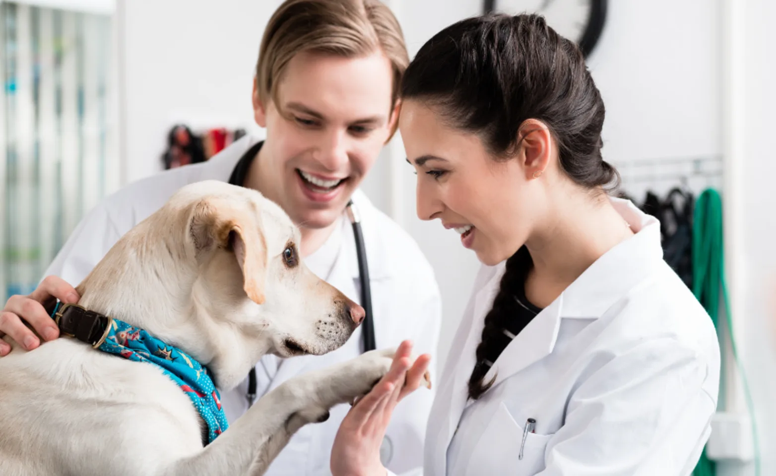 Veterinarians with a Golden Retriever