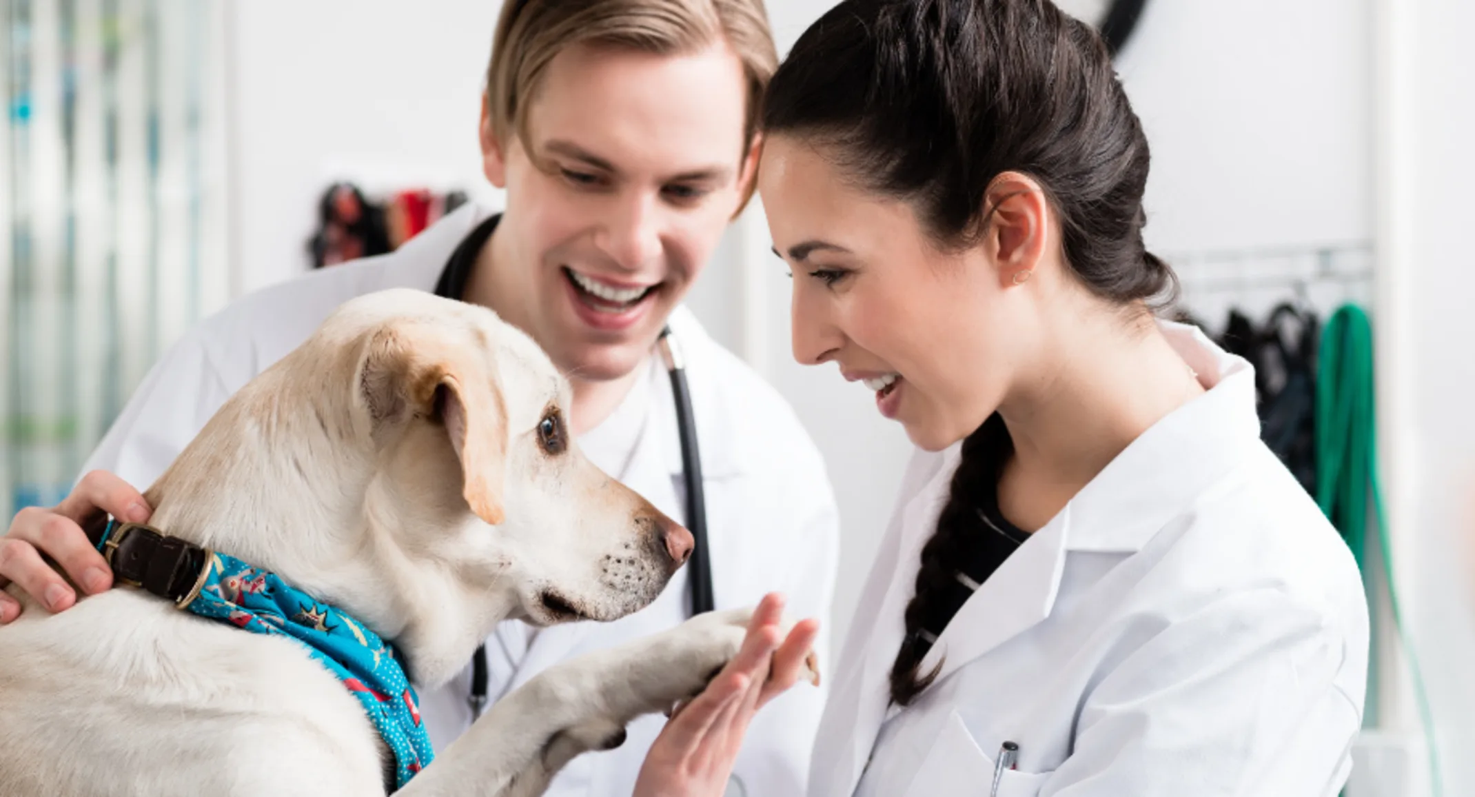 Veterinarians with a Golden Retriever