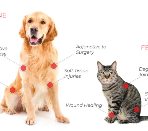 Diagram of Dog and Cat pointing specific issues that PRP can help with