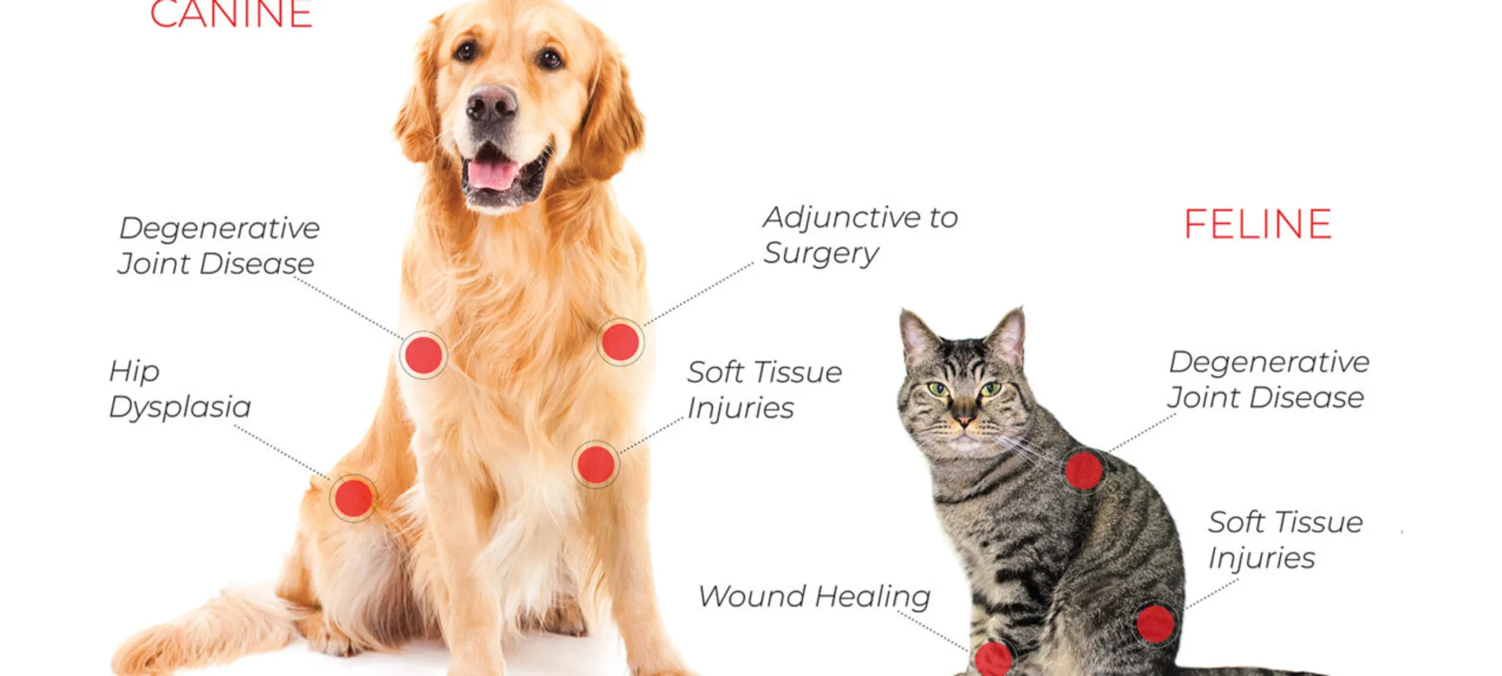 Diagram of Dog and Cat pointing specific issues that PRP can help with Diagram of Dog and Cat pointing specific issues that PRP can help with