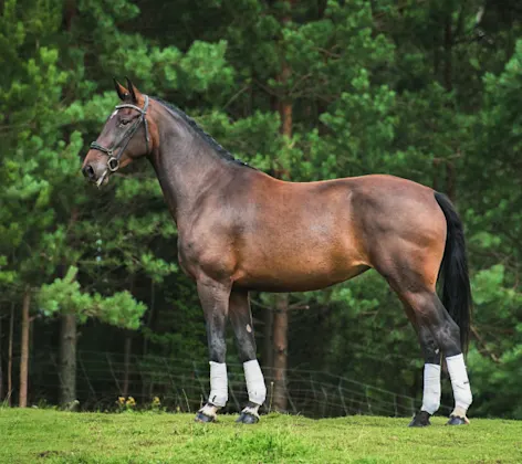 Performance horse standing in Field Performance horse standing in Field