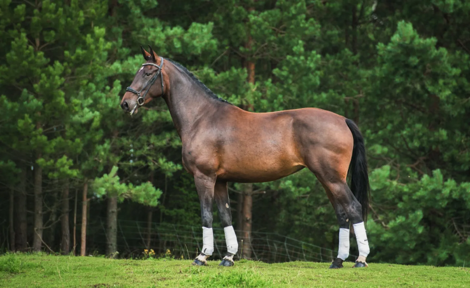 Performance horse standing in Field