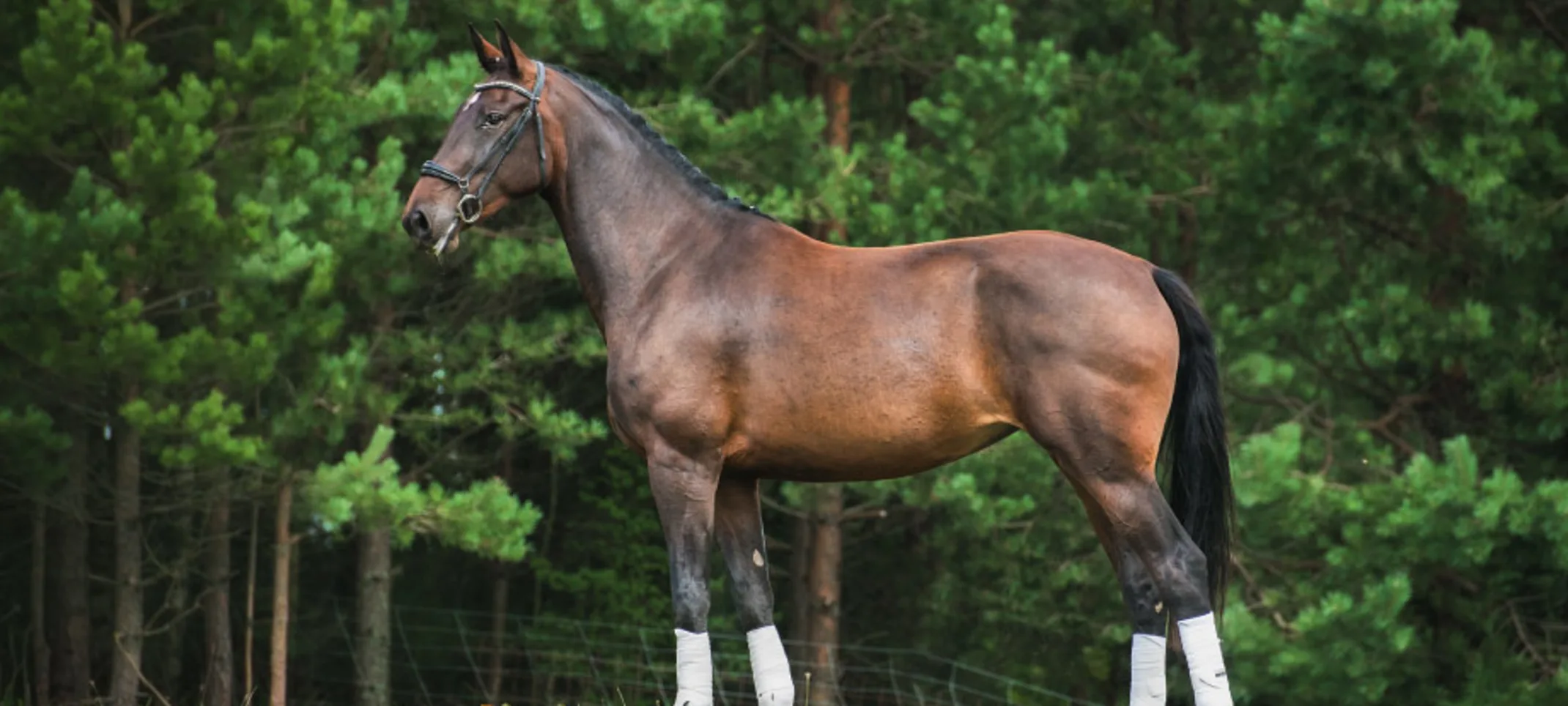 Performance horse standing in Field Performance horse standing in Field