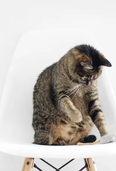 Cat sitting on chair Cat sitting on chair