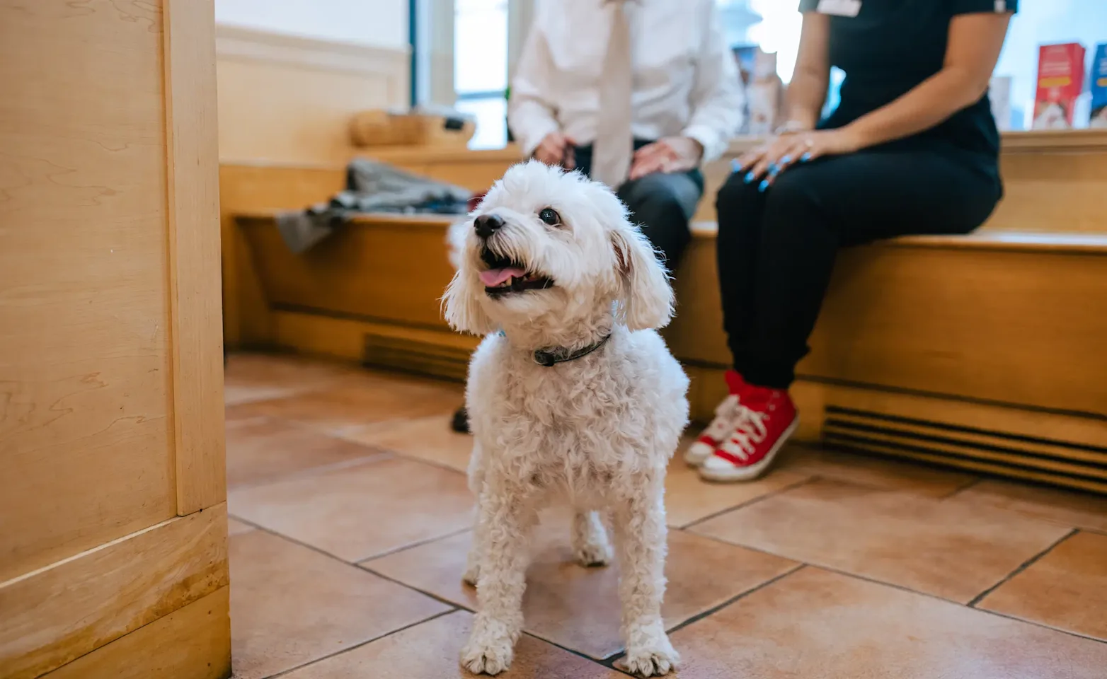A small white dog stands indoors on a tiled floor. Two people sit in the background on a wooden bench. A small white dog stands indoors on a tiled floor. Two people sit in the background on a wooden bench.