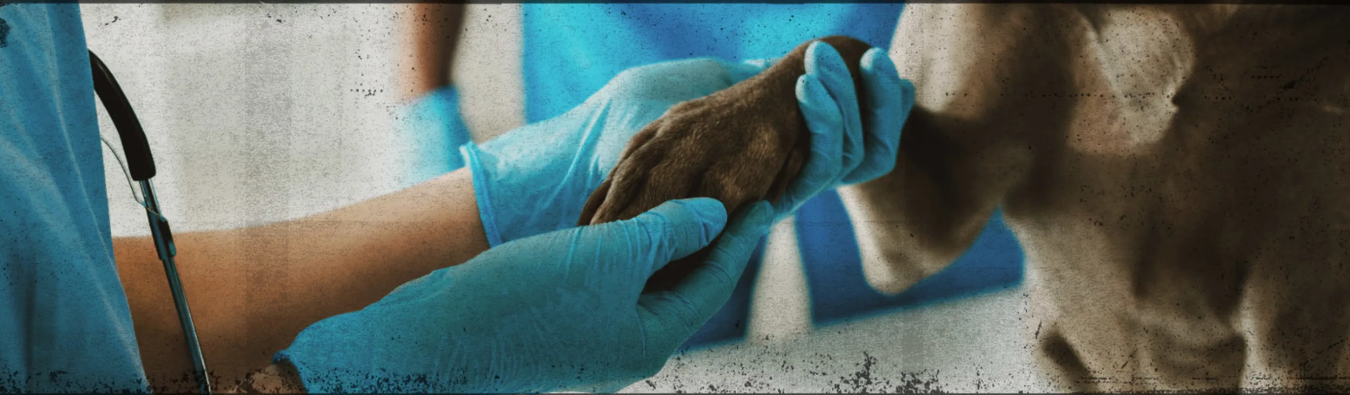 Veterinarian Holding a Dog's Paw Veterinarian Holding a Dog's Paw