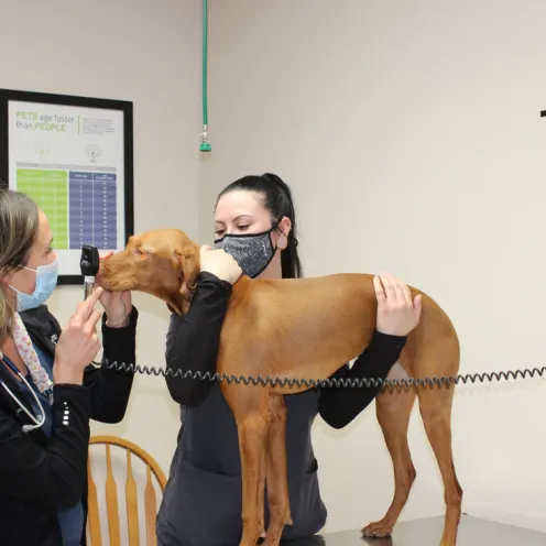 A dog on a table being examined by two Hunter Animal Hospital staff 