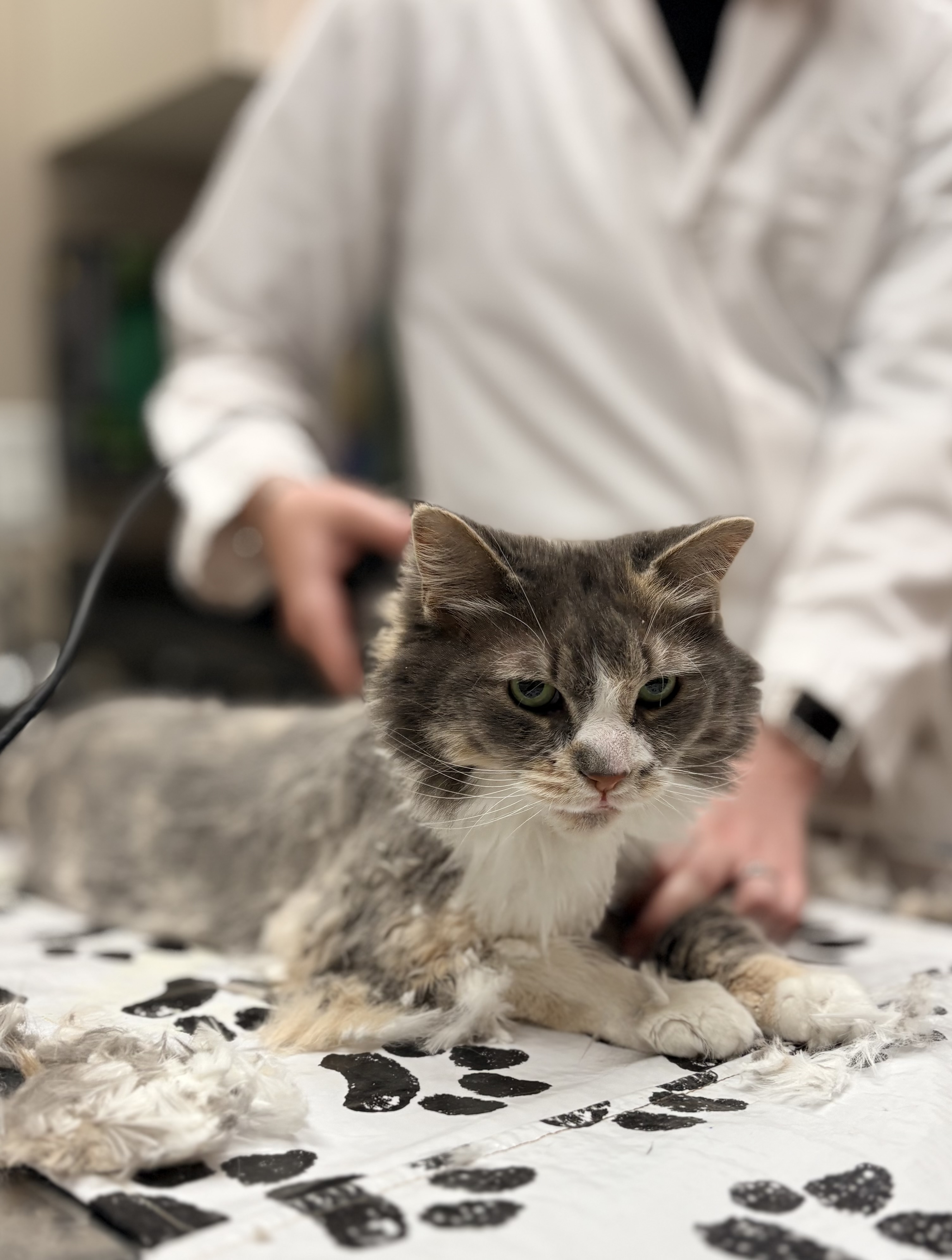 Feline Pet Care Plan 2