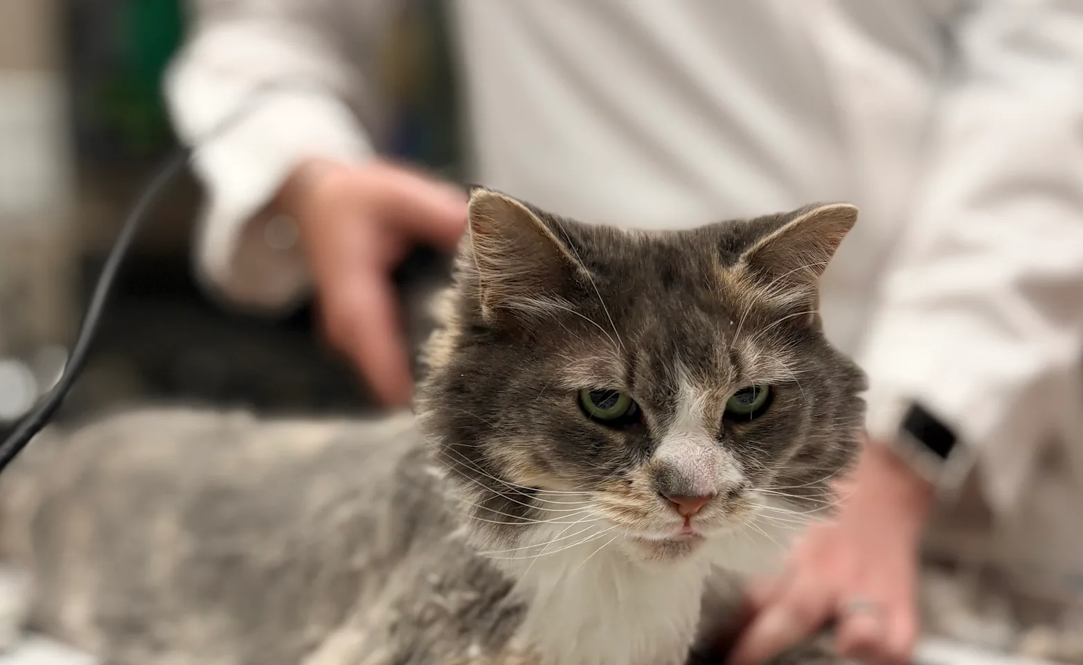 Feline Pet Care Plan 2 Feline Pet Care Plan 2