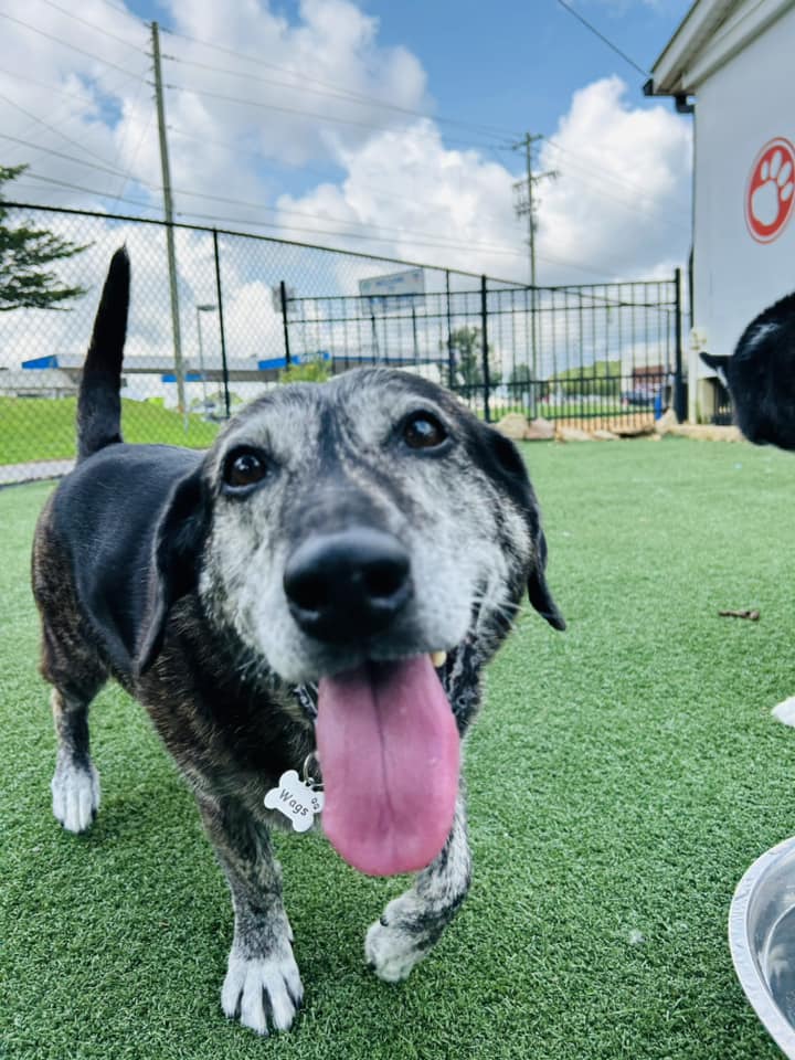 A happy dog with their tongue hanging out