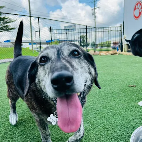 A happy dog with their tongue hanging out A happy dog with their tongue hanging out