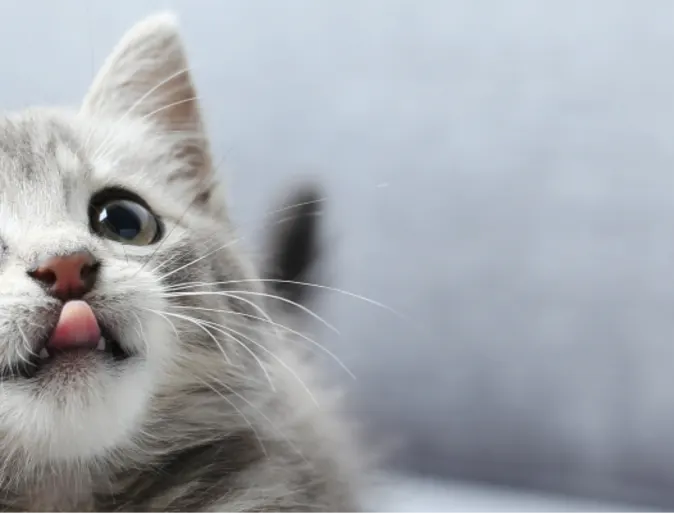 Cat sitting on the couch sticking its tongue out