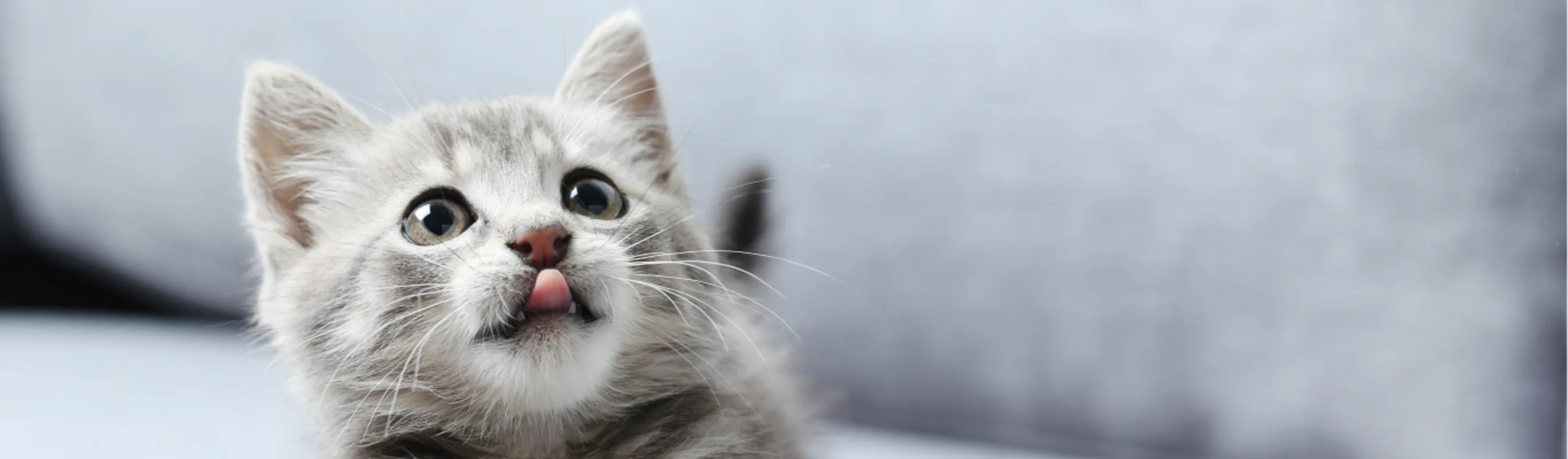 Cat sitting on the couch sticking its tongue out