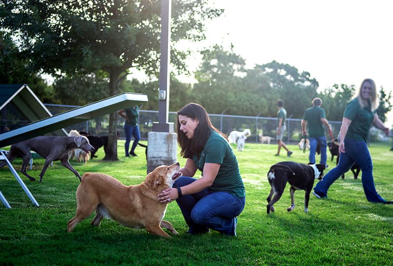 Staff with dogs in grassy play field