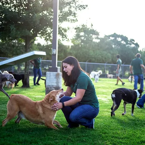 Staff with dogs in grassy play field