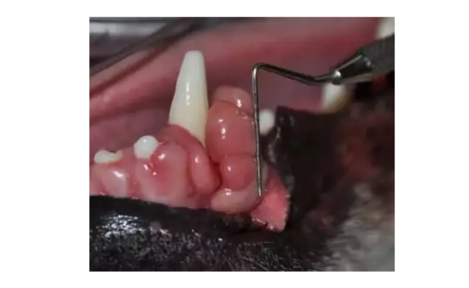 Pet's mouth showing oral tumors Pet's mouth showing oral tumors