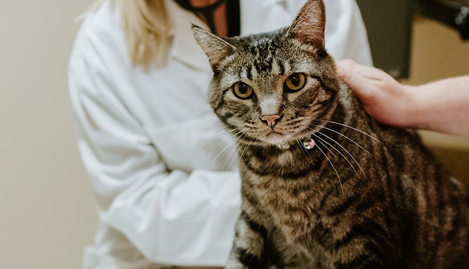 【裁断済み】VETERINARY ONCOLOGY No.43 44 46 47 Veterinary Oncology in Yonkers | Animal Specialty Center