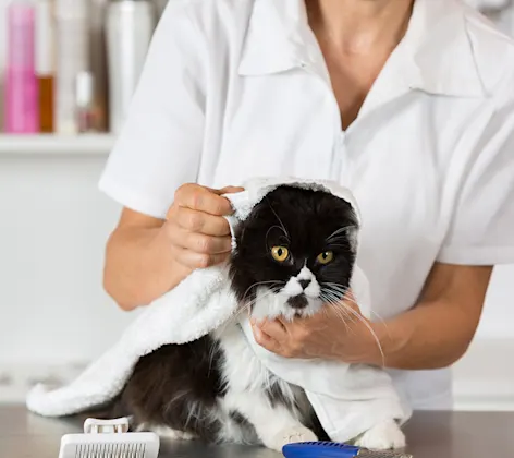 Cat on table with towel around it