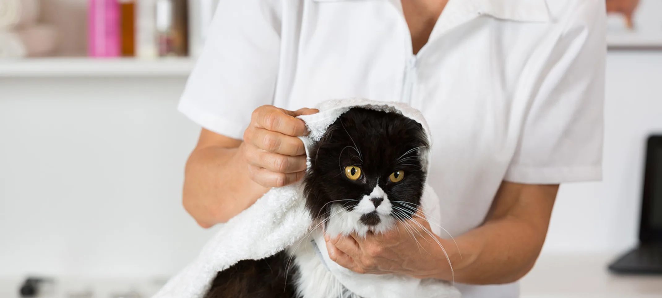 Cat on table with towel around it