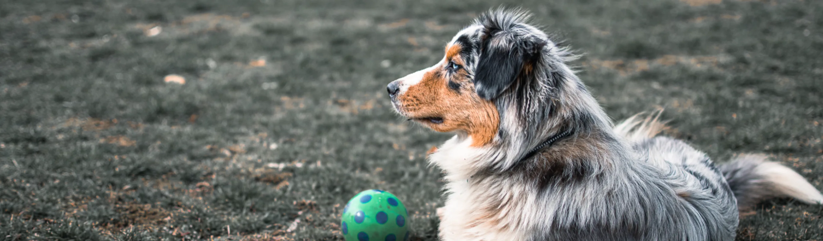 Dog sitting in the grass with a ball