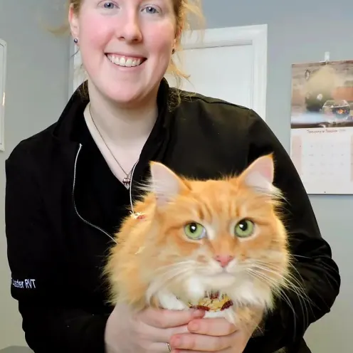 Williamstown Veterinary Services staff member Devan with a red cat