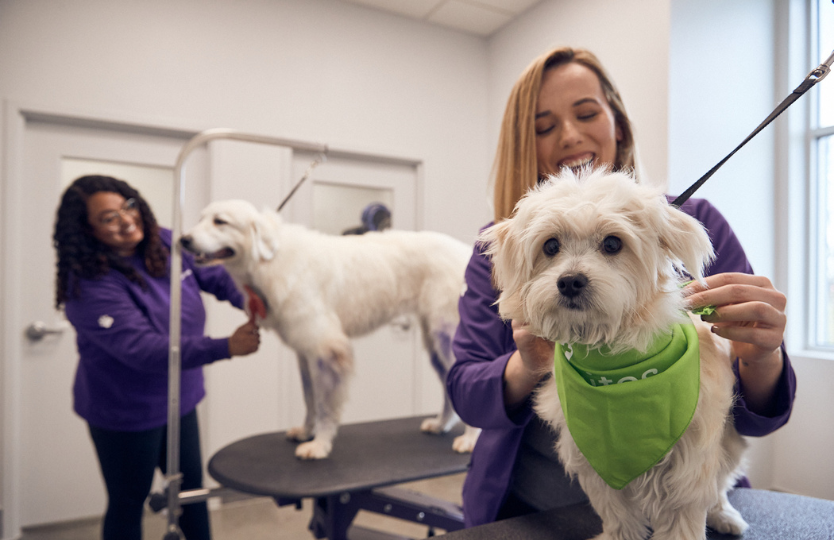 PetSuites dog groomers comb dogs. 