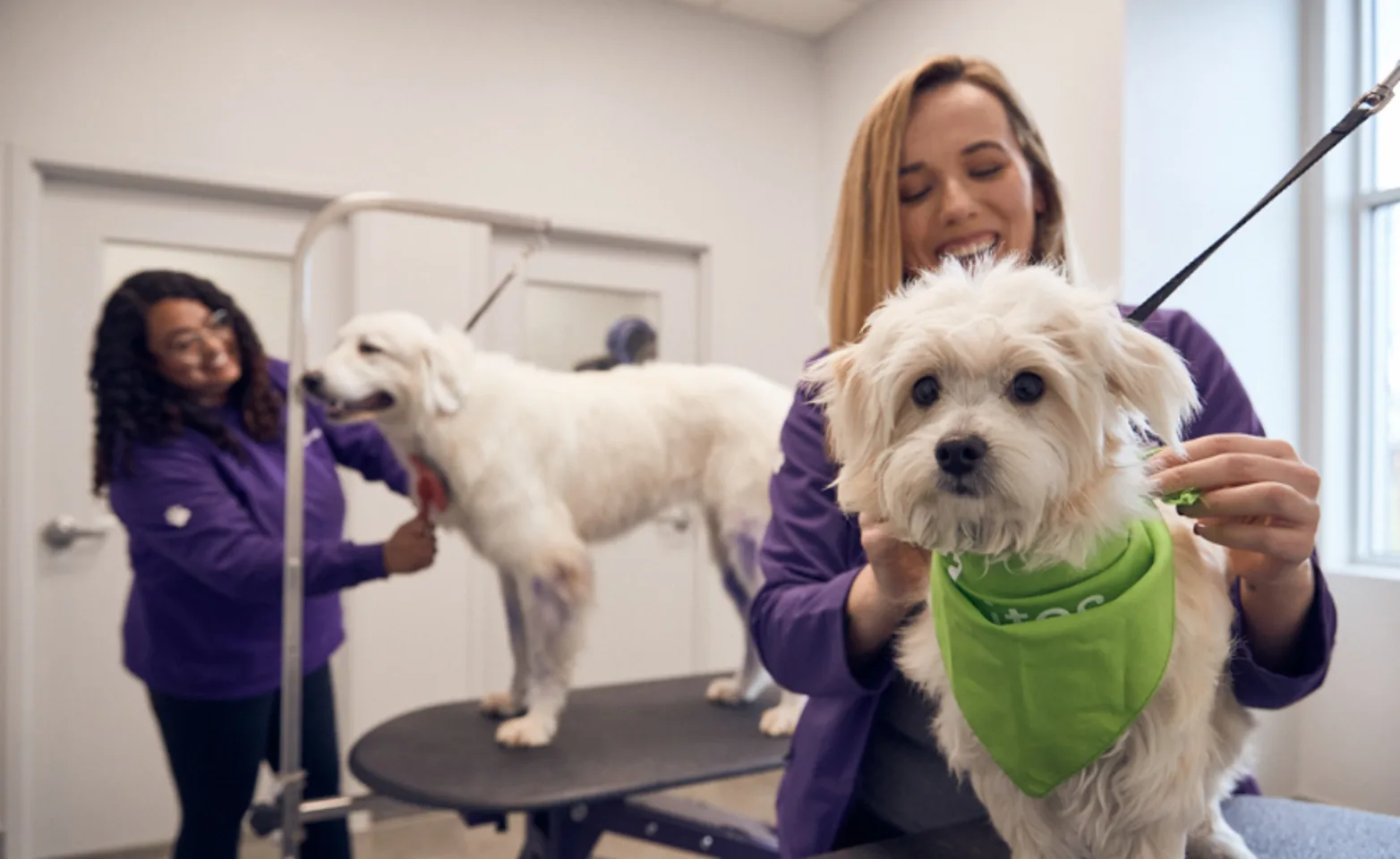 PetSuites dog groomers comb dogs. PetSuites dog groomers comb dogs.