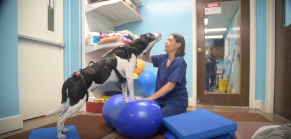 Pittsburgh Premier Veterinary Care Stability Training 2