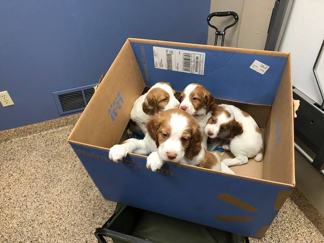 Puppies in a box