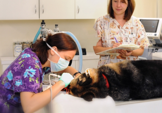 Henniker Veterinary Hospital staff performing dental procedure on sedated brown dog