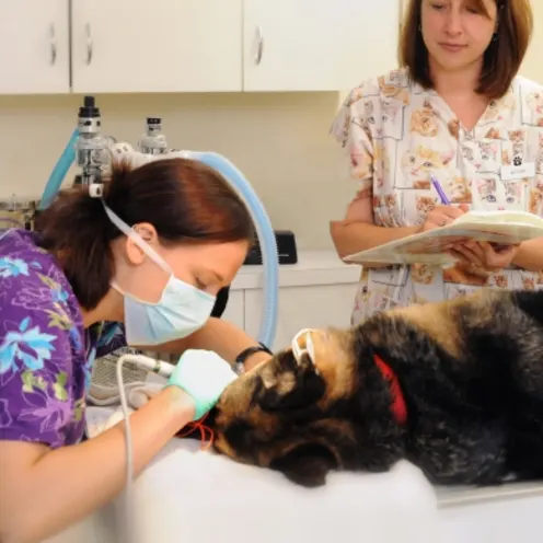 Henniker Veterinary Hospital staff performing dental procedure on sedated brown dog Henniker Veterinary Hospital staff performing dental procedure on sedated brown dog